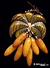 Bakelite Bananas Pin