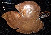 Rebajes Copper Leaf Dish